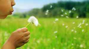 dandelion_wide-f3c5fa9619fa50aca33c08a74b885b6b907e7a4c-s6-c30