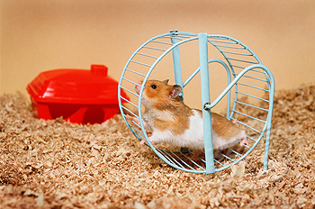 Hamster Running on Wheel