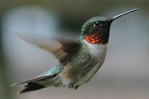 hummingbird-male