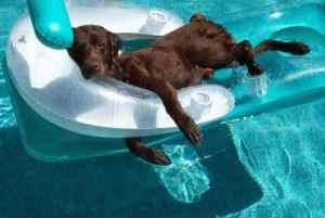 lazy-dog-pool