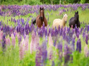 horses-in-field