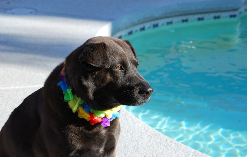 Pool_Puppy_0509